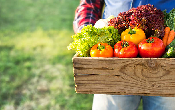farmer holding box with fresh organic vegetables stock photo
