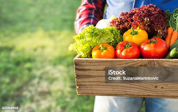 Farmer Holding Box With Fresh Organic Vegetables Stock Photo - Download Image Now - Farmer's Market, Vegetable, Farmer