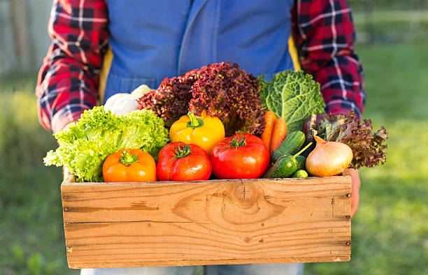 istock farmer holding box with organic vegetables 621259082