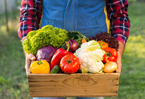 istock farmer holding box with fresh organic vegetables 621259138