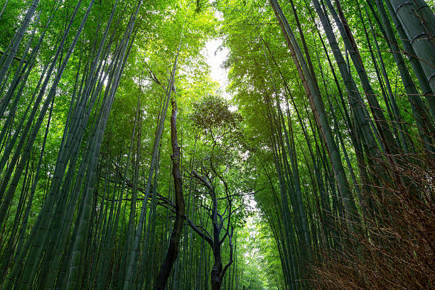 istock bamboo forest walking path at Arashiyama, Kyoto - Japan. 621259180