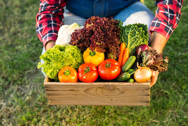 farmer holding box with organic vegetables stock photo