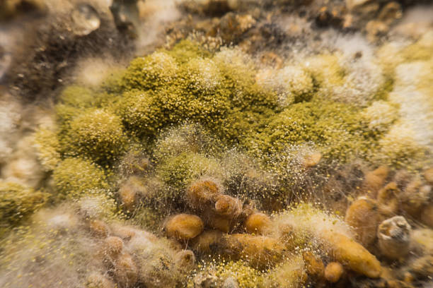 Mold on Food