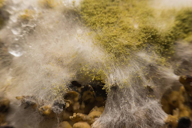 istock Macro view mold and fungus growing on food 621260976