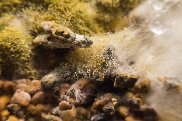 istock Macro view mold and fungus growing on food 621261032