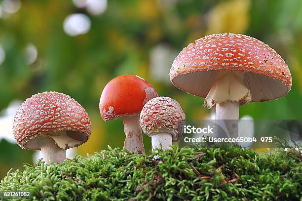 Amanita Muscaria Family Stock Photo - Download Image Now - Mushroom, Poisonous, Red