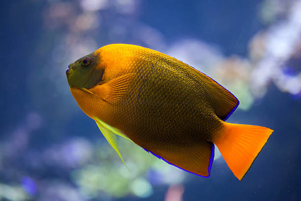 Clarion angelfish (Holacanthus clarionensis). Clarion angelfish (Holacanthus clarionensis). Marine fish. revillagigedos islands photos stock pictures, royalty-free photos & images