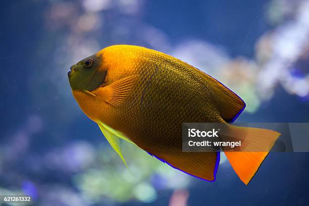 Clarion Angelfish Stock Photo - Download Image Now - Angelfish, Clarion Angelfish, Revillagigedos Islands