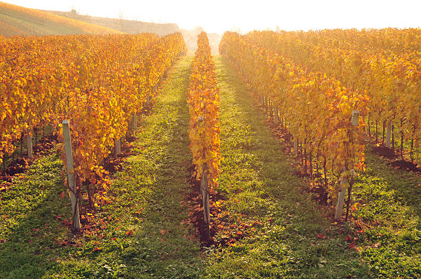yellow coloured vineyard lit by warm morning light - sunrise leaf brightly lit vibrant color imagens e fotografias de stock
