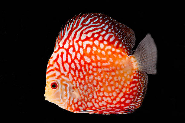 Discus Fish on Black Backgroung Discus Fish fresh water aquarium on black background discus fish symphysodon stock pictures, royalty-free photos & images