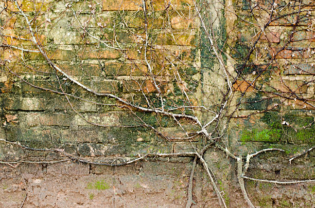 istock Walls are a bunch of old decaying trees and branches 621263980
