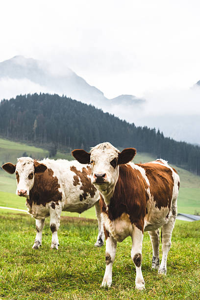 istock wild cows in the alps for the pasture 621264234