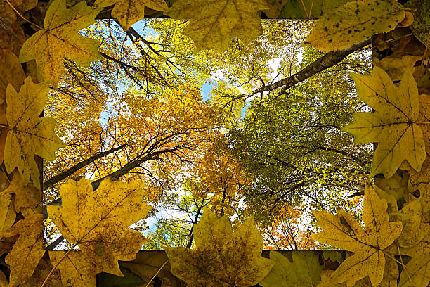 istock frame of leaves on the forest background 621264974