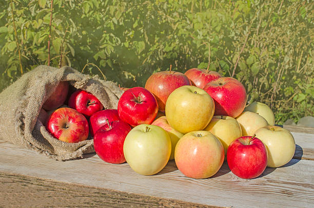 tasche mit äpfeln - burlap fruit apple freshness stock-fotos und bilder