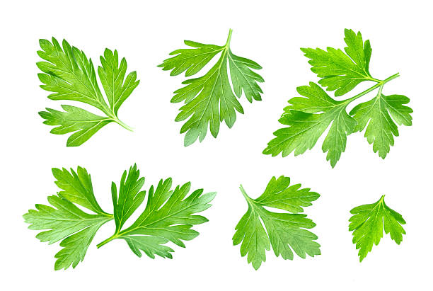 Parsley leaf isolated on white. Closeup Fresh parsley leaf isolated on white background chervil stock pictures, royalty-free photos & images