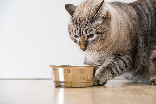 istock Purebred striped cat pet and pet bowl 621269266