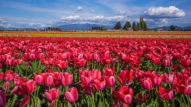 istock Fields of red tulips. Amazing field. 621269472