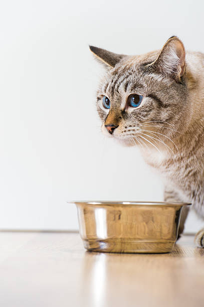 istock Young tabby cat near its bowl at home 621269688