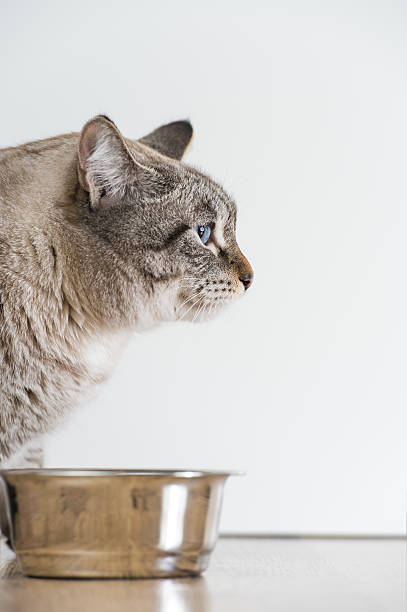 istock Active serious striped cat pet and pet bowl 621269716