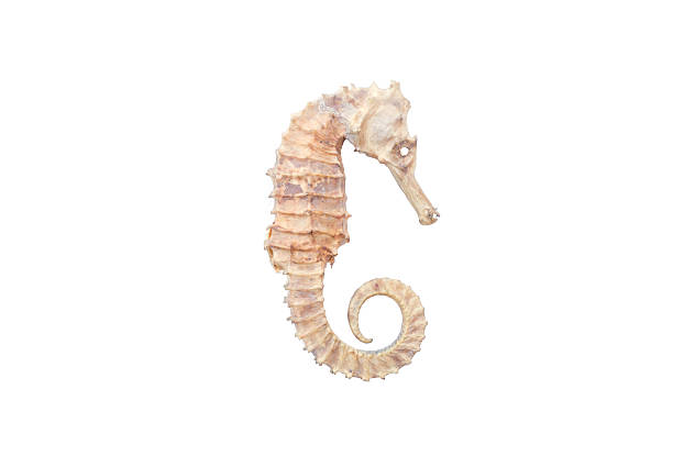 istock Sea horse isolated on white background 621269760