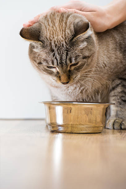 istock Female hand caress young tabby cat near its bowl 621269782