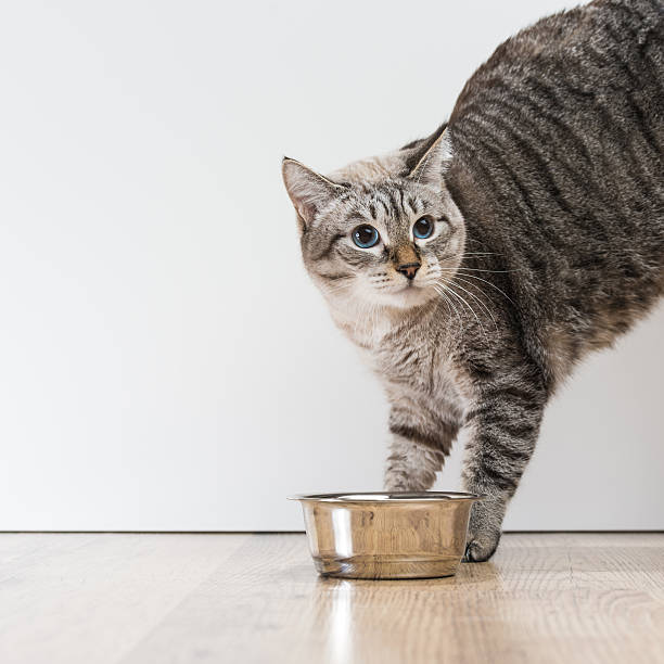 istock Aggressive scared striped blue eyed cat 621271696