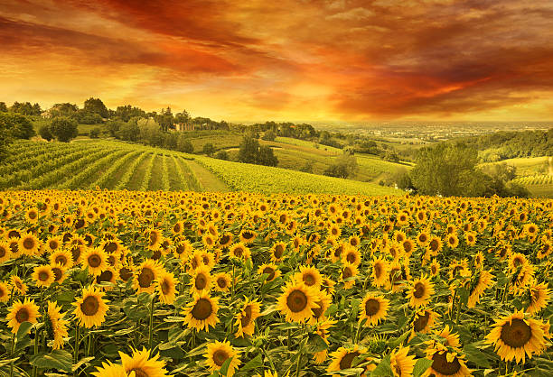 sonnenblumen auf dem italienischen hügel bei sonnenuntergang - sunflower field scenics landscape stock-fotos und bilder