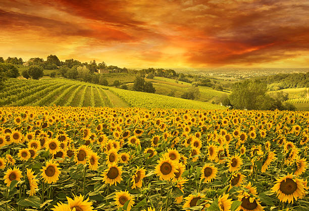tournesols dans la colline italienne au coucher du soleil - sunflower field scenics landscape photos et images de collection