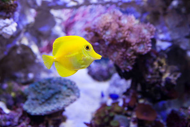 Fish and corals stock photo