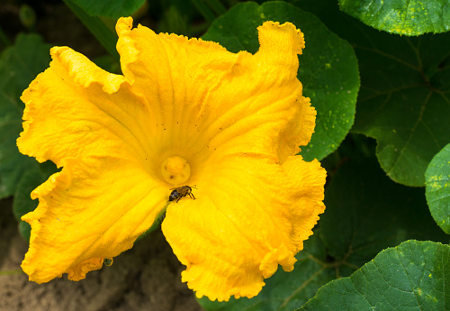 Pumpkin (Cucurbita pepo) yellow flower with pollinating bee. Close up.