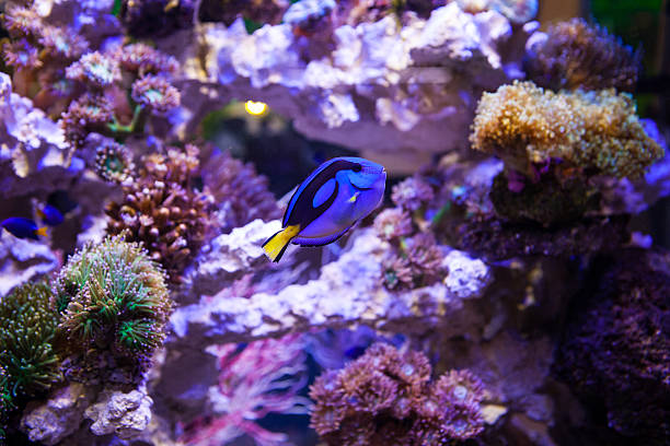 Fish and corals stock photo