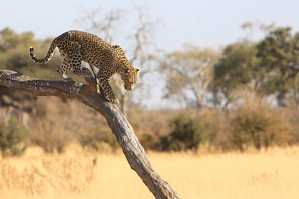 istock Leopard in Savuti, Chobe National Park, Botswana 621275114