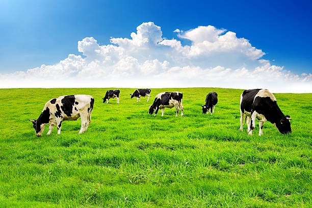 istock Cows on a green field and blue sky. 621349724
