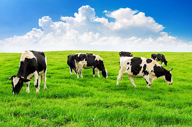 istock Cows on a green field and blue sky. 621349824