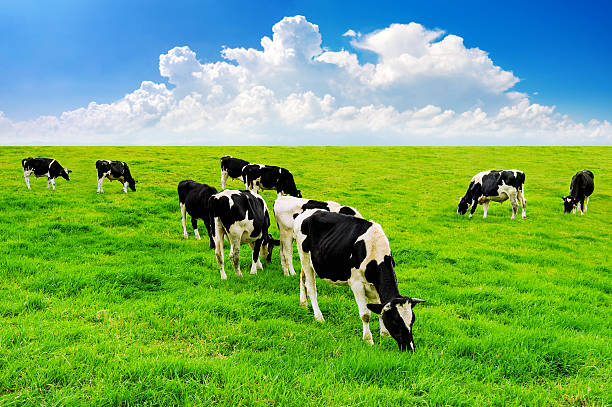 istock Cows on a green field and blue sky. 621349904