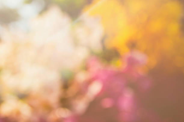 istock blurred of flower 621350030