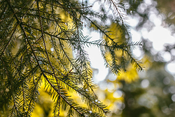 水滴と松の木 - nature water drop leaf ストックフォトと画像