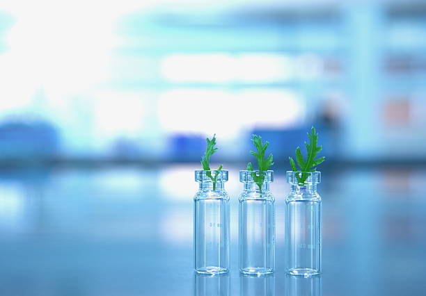 istock glass vials with green leaves in the lab science 621350876
