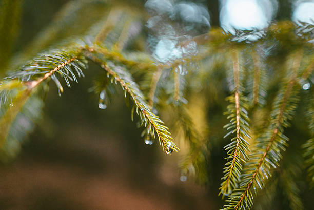 水滴と松の木 - drop water raindrop waterdrop ストックフォトと画像