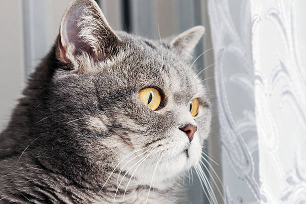 istock British cat looking out the window carefully 621352078