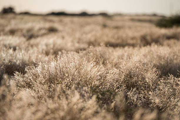 Low angle view of dead dry plants waving under the wind during Namibian hot winter season