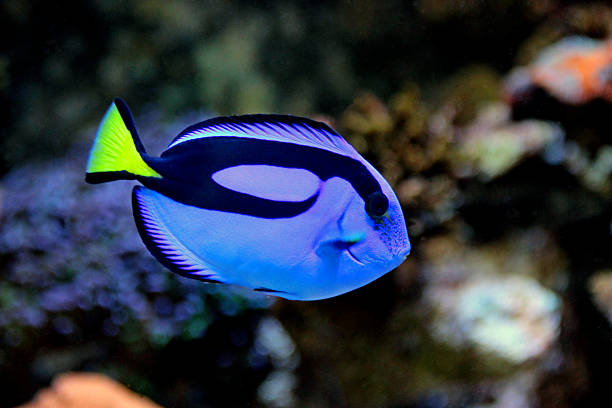 istock Dory for the world, Blue Hipo Tang for Aquarists 621352934