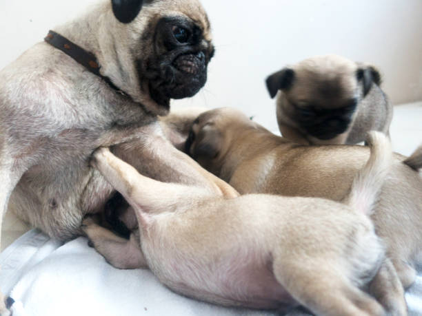 istock Cute Puppies with their mother 621356056