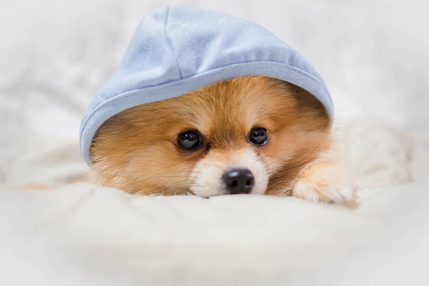 istock pomeranian dog cute pets coat blue sleeping on the couch. 621356356
