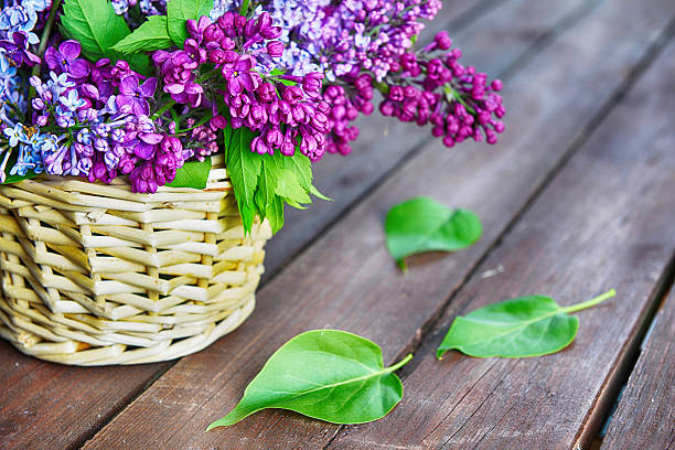 istock basket with  branch of lilac 621357362