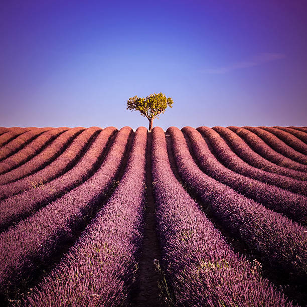 изолированное дерево в лавандовом поле летом - lavender coloured lavender provence alpes cote dazur field стоковые фото и изображения