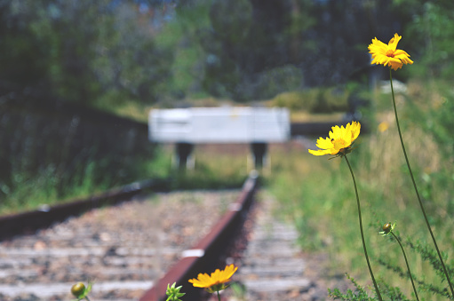 Flowers and weeds at the end of an abandoned old railway line. Selective focus, retro toned.