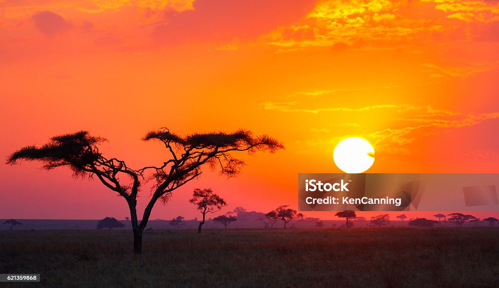 Alba della Savana e albero di Acacia in Tanzania Africa - Foto stock royalty-free di Africa