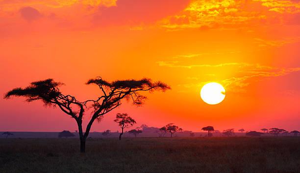 alba della savana e albero di acacia in tanzania africa - parco nazionale del serengeti foto e immagini stock