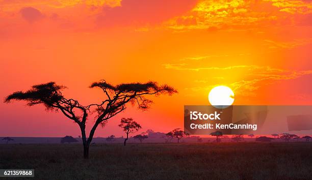 Savanna Sunrise And Acacia Tree In Tanzania Africa Stok Fotoğraflar & Afrika‘nin Daha Fazla Resimleri - Afrika, Gün doğumu, Manzara